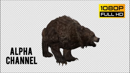 Brown Bear 3D Animation Roaring and Walking