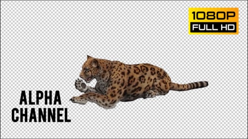 Jaguar 5