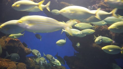 Aquarium with Plants and Tropical Colorful Fish