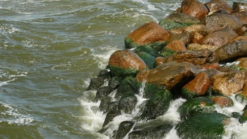Shore of Sea with Green Seaweed and Mossy on Stones in Water