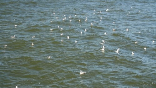 Seagulls Flying and Swimming in the Baltic Sea