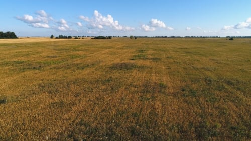 Beautiful Farmland Landscape with Wheat Field and Forest. Aerial View Field