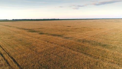 Top View on Sunset Over the Field