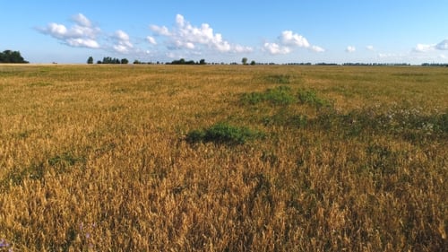 Top View of Wheat Field at Harvest. Agricultural Concept