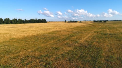 Top View of Wheat Field at Harvest. Agricultural Concept