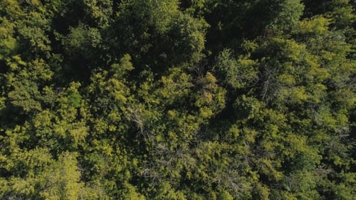 Top View From the Drone To the Forest