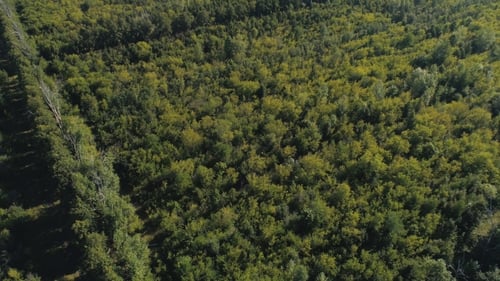 Top View From the Drone To the Forest