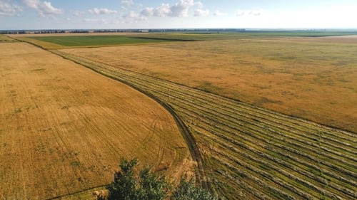 Beautiful Farmland Landscape with Wheat Field and Forest