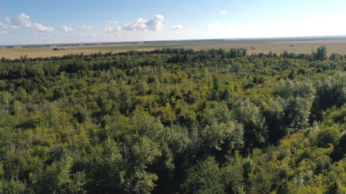 Aerial View of Forest