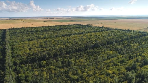 Top View Aerial Shot of Green Field with Grass and Trees