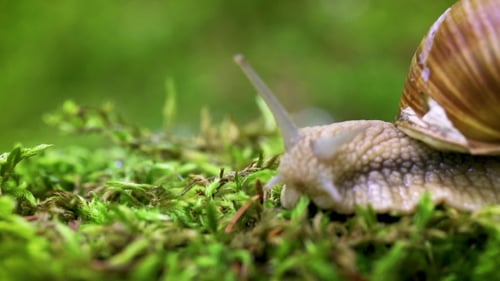Helix Pomatia also Roman Snail, Burgundy Snail