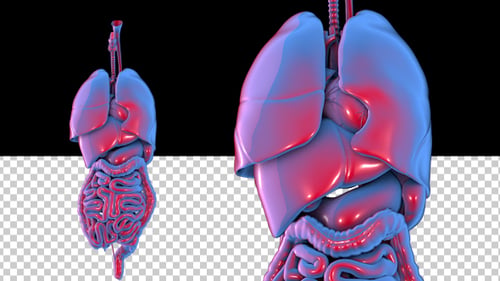 Human Organs