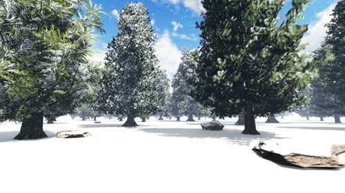 Snowy Winter Forest
