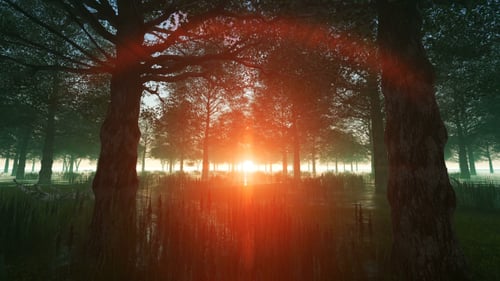 Wonderful Landscape in the Forest