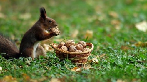 Squirrel Stealing Walnuts from Basket in Autumn