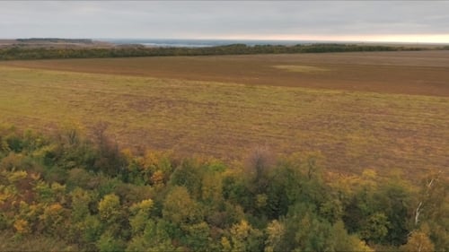 Top View of Wheat Field at Harvest. Agricultural Concept