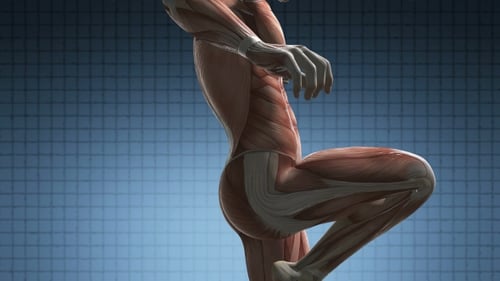 Detailed Human Muscular System 3D Rotating Animation