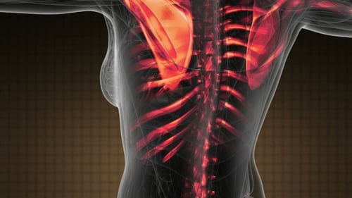 3D Human Anatomy Skeleton with Red Pain Hotspots