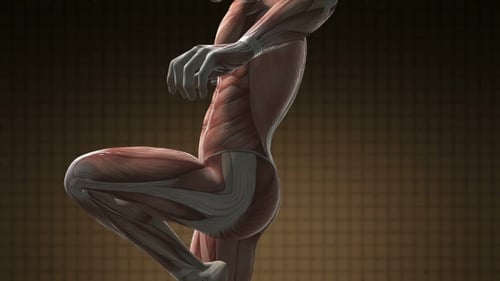 3D Human Muscular System Running Cycle Animation