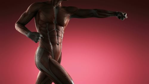 Detailed 3D Human Muscular System Rotating Anatomy Animation