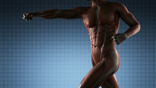3D Human Muscular System Rotating Animation for Medical and Health Content