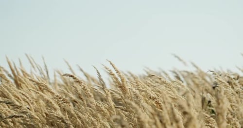 Dry Grass on Field in Countryside in Autumn