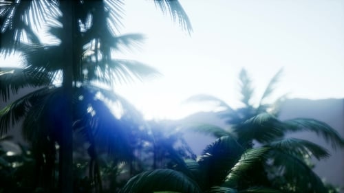 Sunset Beams Through Palm Trees