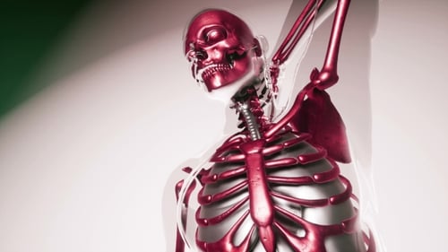 3D Medical Animation of Human Skeleton and Organs