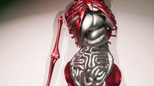 Animated 3D Medical Scan of Human Anatomy