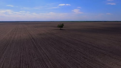 A Lonely Tree Grows in the Field.