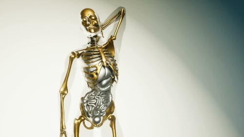 Golden Human Skeleton with Internal Organs 3D Medical Animation