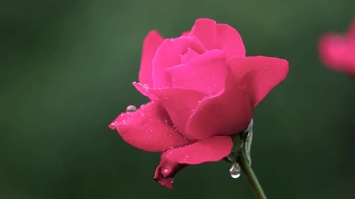 Schöne rosa Rose auf dunklem, verschwommenem Hintergrund.