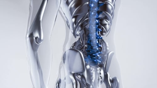 Human Spine Skeleton Bones Model with Organs
