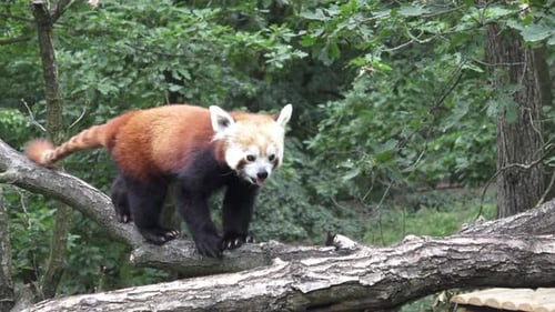 Red Panda Walking on Tree Branch