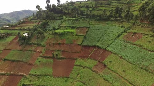 Aerial view of fields on a hill in Uganda