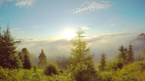 Ethereal Fog Sweeping Through Forest at Sunrise