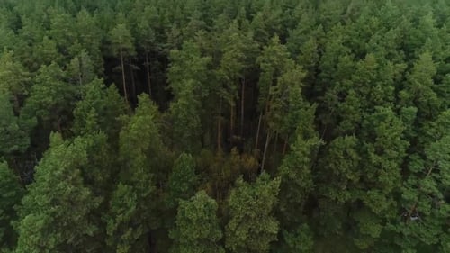 Luftaufnahme des grünen Wildwaldes