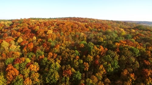 Colorful Autumn Forest Aerial View