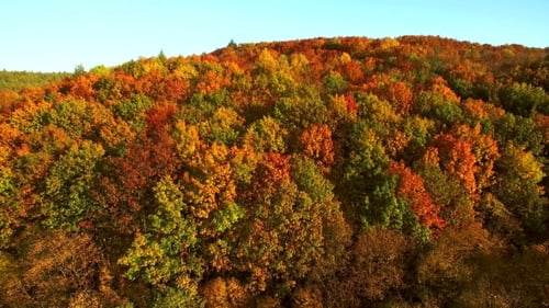 Aerial View of Hillside Covered in Autumn Foliage