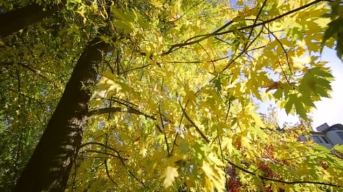 Parc d'automne avec de beaux arbres colorés, feuilles jaunes d'automne par une journée ensoleillée