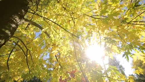 Parc d'automne avec de beaux arbres colorés