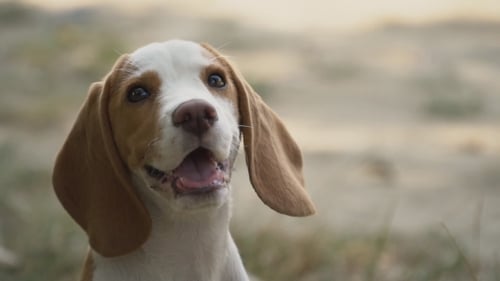 Cute Beagle Dog Portrait Outdoors