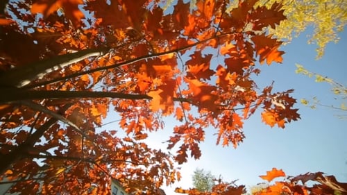 Parc d'automne avec des feuilles rouges,
