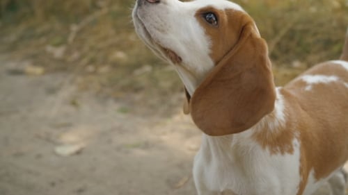 Red and White Beagle Dog Looking Up