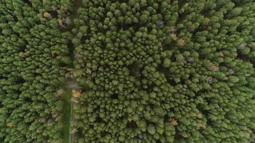 Vue aérienne : survol de la magnifique forêt
