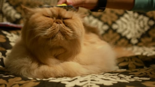 Brushing a Fluffy Cat on Patterned Surface