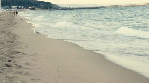 Seagulls on the Beach Flying on Camera