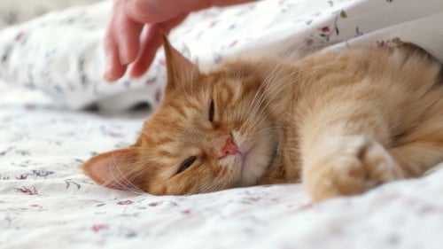 Ginger Cat Sleeping Peacefully Gets Pet on Bed