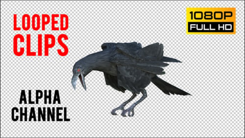 Black Raven Realistic 6