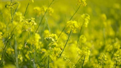 Field of Yellow Flowers Swaying in the Breeze